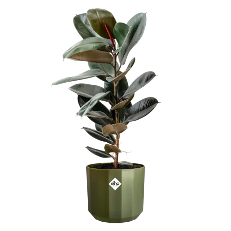 ELHO Pot facet d14cm bos groen - afbeelding 3