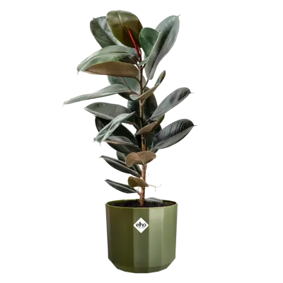 ELHO Pot facet d14cm bos groen - afbeelding 3