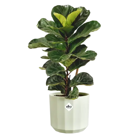 ELHO Pot facet d14cm theegroen - afbeelding 2