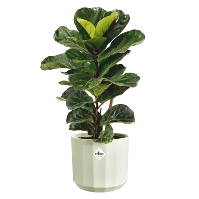 ELHO Pot facet d14cm theegroen - afbeelding 2
