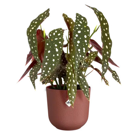 ELHO Pot jazz d14cm toscaans rood - afbeelding 3