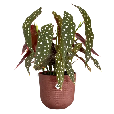 ELHO Pot jazz d14cm toscaans rood - afbeelding 3