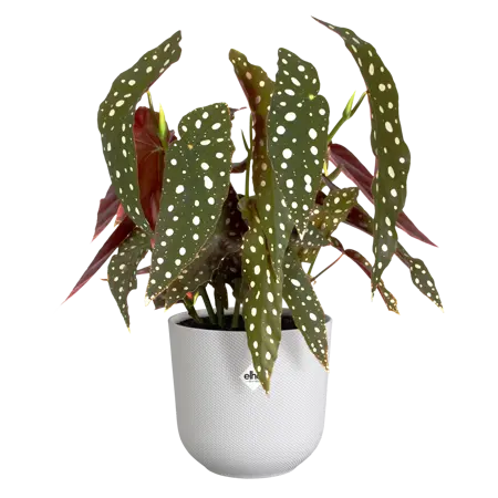 ELHO Pot jazz d14cm zijdewit - afbeelding 3