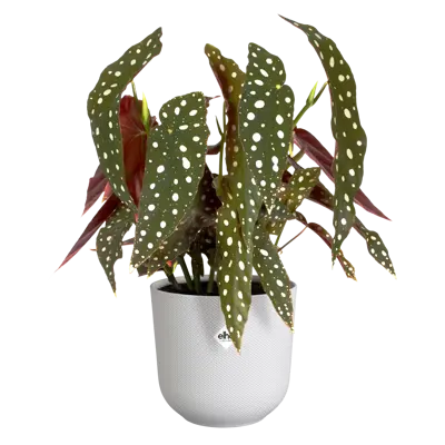 ELHO Pot jazz d14cm zijdewit - afbeelding 3