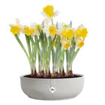 ELHO Schaal jazz d28cm zijdewit - afbeelding 3