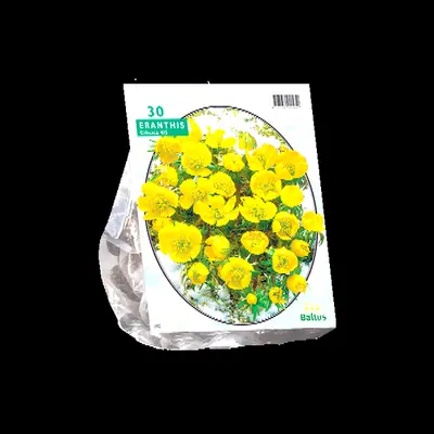 Eranthis cilicica 30st