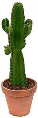 Euphorbia ingens P21 H64 cm
