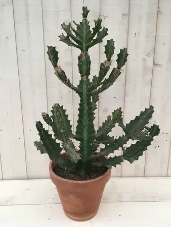 Euphorbia lactea variegata stenen pot P27 H90 cm