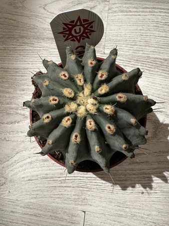 Ferocactus P10.5 glaucescens Inermis - afbeelding 1