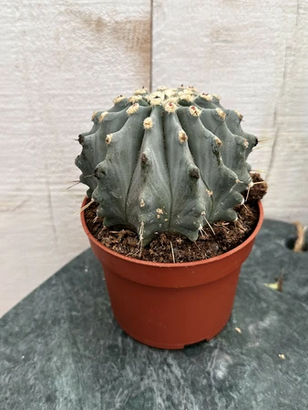 Ferocactus P10.5 glaucescens Inermis - afbeelding 2