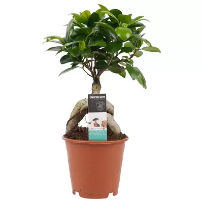 Ficus Ginseng vertakt p12h30cm