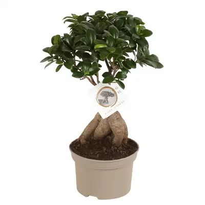 Ficus Ginseng vertakt p15h35cm