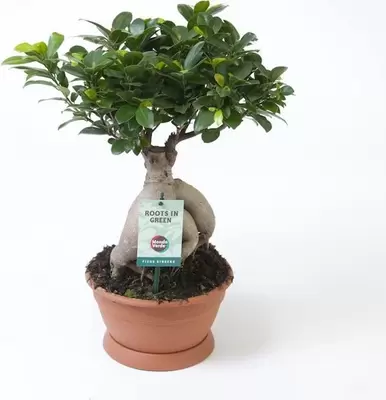 Ficus Ginseng vertakt p22h45cm