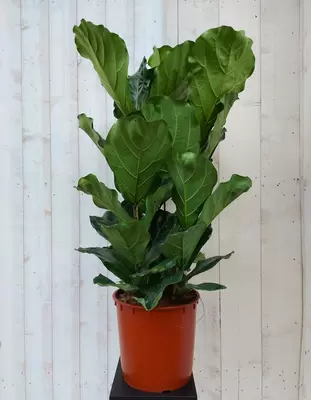 Ficus Lyrata p34h130cm