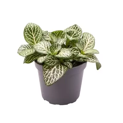 Fittonia Marble Green p7cm
