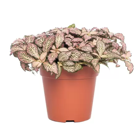 Fittonia Pink Flame p7cm