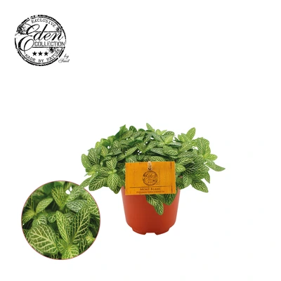 Fittonia Verschaffeltii P15