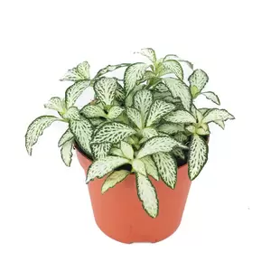 Fittonia White Forest p7cm