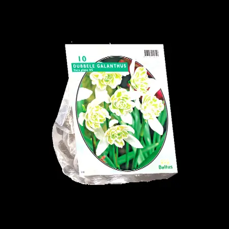 Galanthus nivalis flore pleno 10st