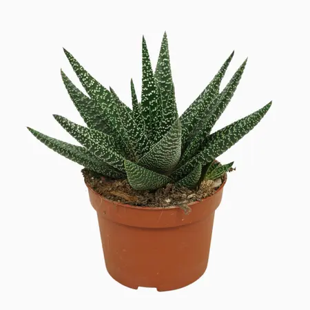 Gasterhaworthia P10.5 Royal Highness