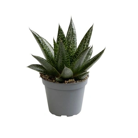 Gasteria P8.5 D'due