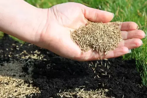 Graszaden