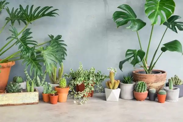 Groene kamerplanten