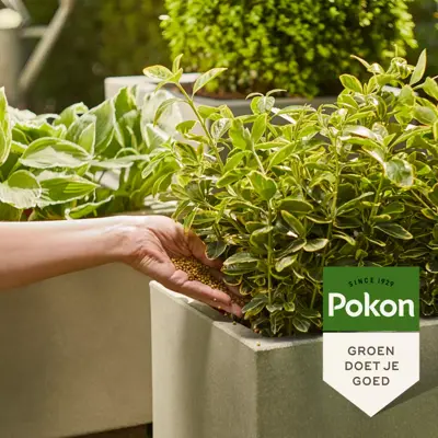 Strooibus groene plant 800g - afbeelding 3