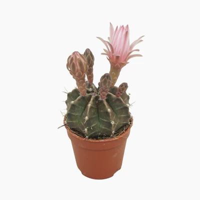 Gymnocalycium damsii 8,5 cm bloeiend - afbeelding 1