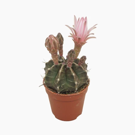 Gymnocalycium damsii 8,5 cm bloeiend - afbeelding 2