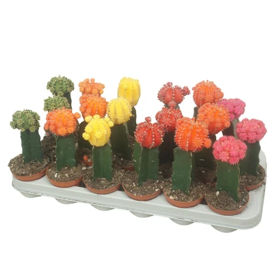 Gymnocalycium P8.5 mihanovichii Brasil