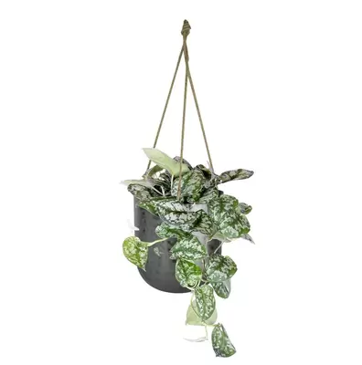 Hanger kody d17h20cm lood - afbeelding 2