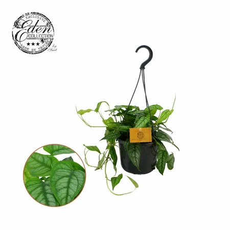 Hangpot Monstera Siltepecana P15