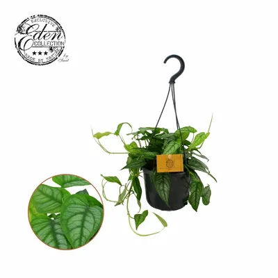 Hangpot Monstera Siltepecana P15