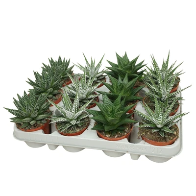 Haworthia P8.5 Deluxe Mix
