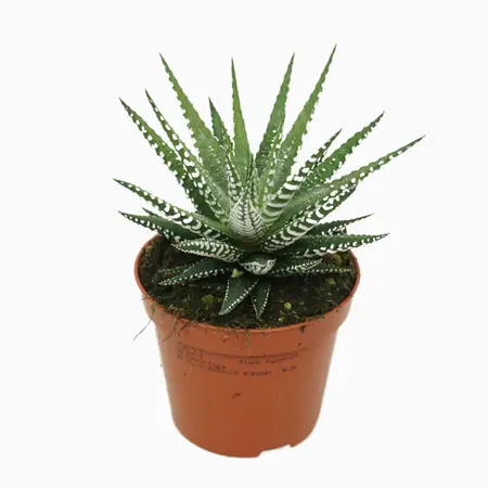 Haworthia P8.5 fasciata