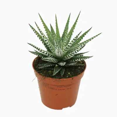 Haworthia P8.5 fasciata
