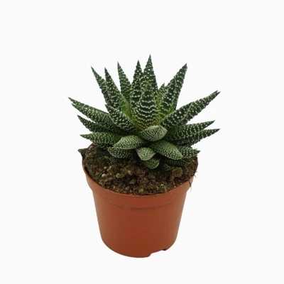 Haworthia P8.5 Royal Albert