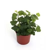 Hedera groen p7cm