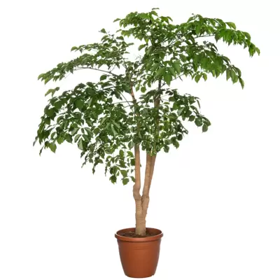 Heteropanax Chinensis p27h160cm