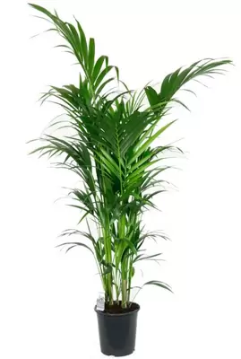 Howea Forsteriana p27h140cm