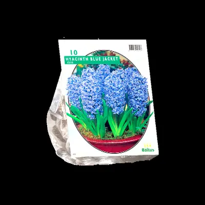 Hyacinthus blue jacket 10st