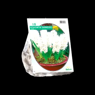 Hyacinthus carnegie 10st