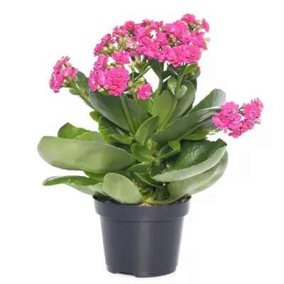 Kalanchoe bloss. Calandiva fuchsia P10,5cm - afbeelding 1