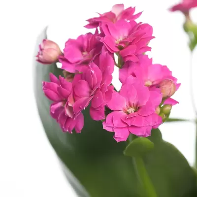 Kalanchoe bloss. Calandiva fuchsia P10,5cm - afbeelding 2