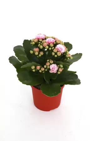 Kalanchoe Rosalina Don Alano p7cm