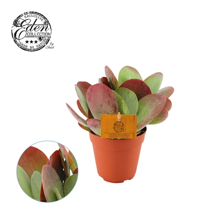 Kalanchoe Thyrsiflora P12