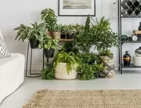 Kamerplanten