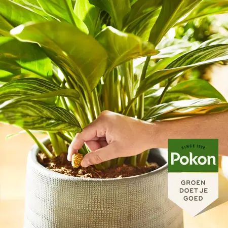 Portie kamerplanten tablet 10st - afbeelding 3