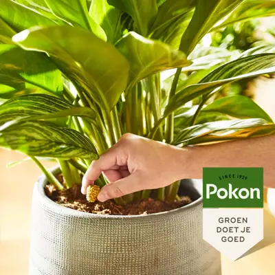 Portie kamerplanten tablet 10st - afbeelding 3